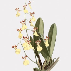 Orchid Wall Art, Orchid Art, Framed Flower Art, Oncidium Splendidum
