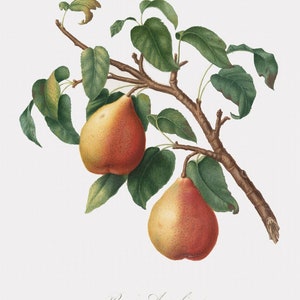 Fruit Wall Art - Pera Angelica - Angelic Pear - Framed Fruit Art