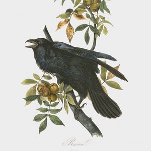 Bird Fine Art Print - Raven - Black Bird Art - Bird Illustration