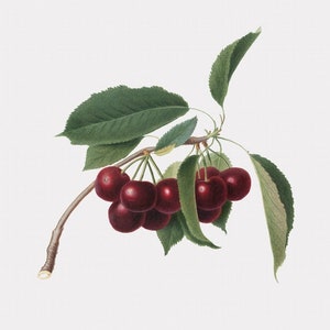 Fruit Art - Cilegia Visciolona - Cherries - Cherry Home Decor