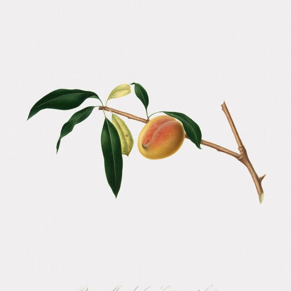 Fruit Art - Pesca Mandorla a Frutto Gentile - Peach Wall Art For Dinning Room