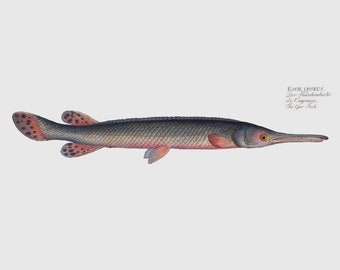 Download Freshwater Art Of An Alligator Garfish Gar Fish 8x10 Giclee Print Of A Watercolor Painting Giclee Art Collectibles Vadel Com