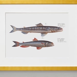 Fish Wall Art 1. Salmo Saurus 2. Salmo Foetens Fish Artwork image 5