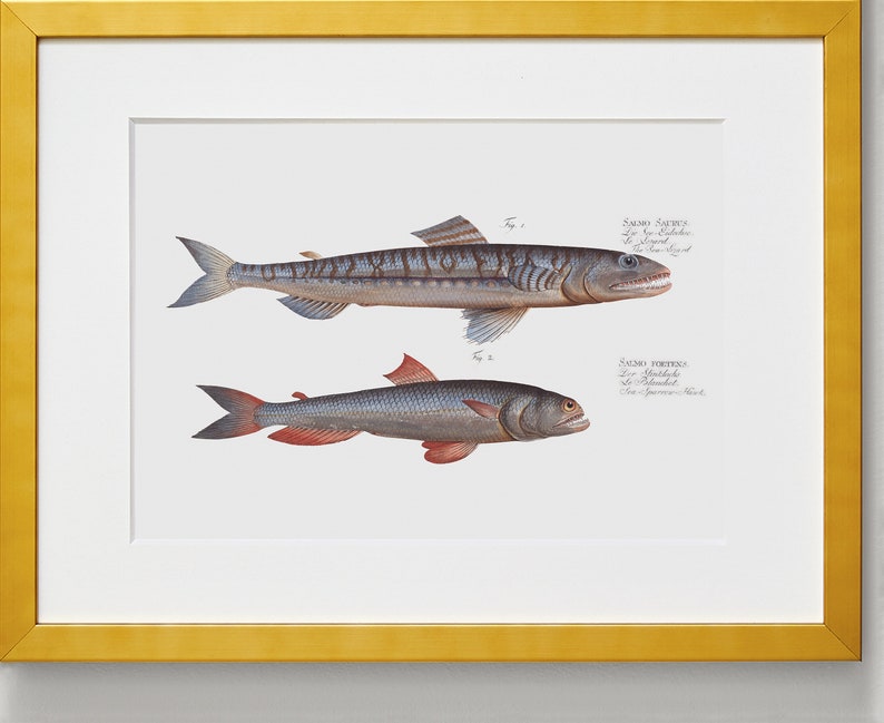 Fish Wall Art 1. Salmo Saurus 2. Salmo Foetens Fish Artwork image 5