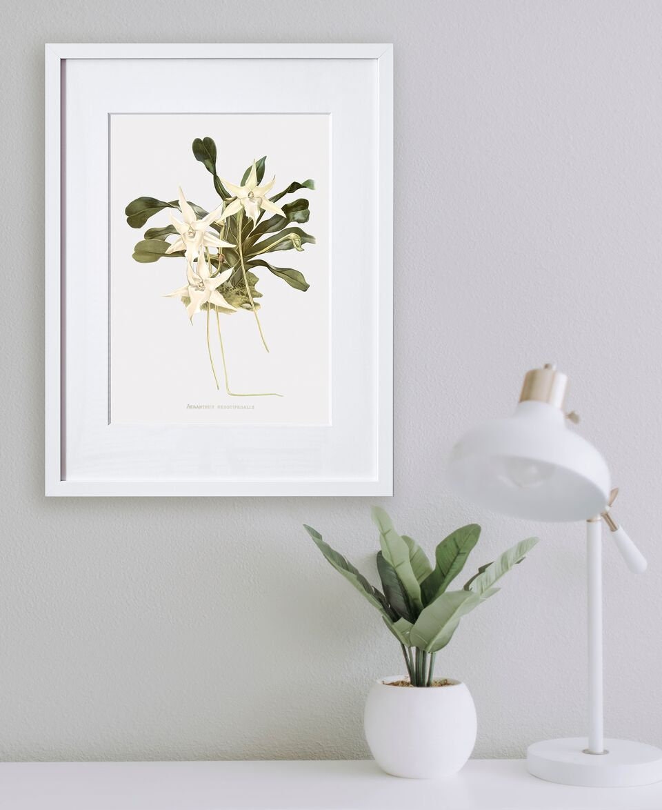 Floral Wall Art & Decor Darwin's Orchid Orchid Art Etsy