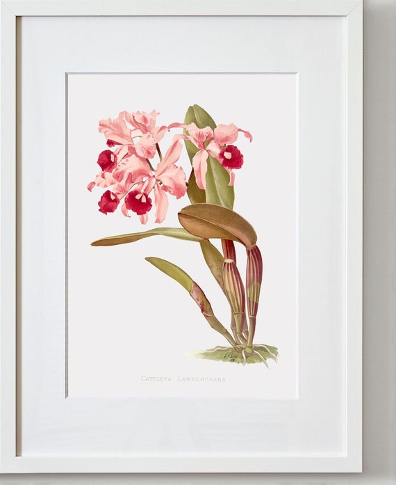 Orchid Art, Flower Wall Art, Pink Floral Wall Art, Cattleya