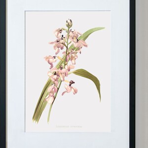 Floral Wall Art, Orchid Canvas Wall Art, Floral Wall Art Prints, Floral Canvas Art, Lissochilus Giganteus