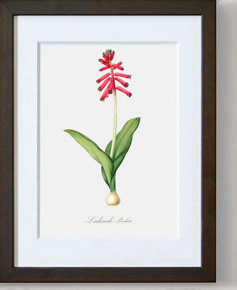 Floral Art Flower Painting Flower Print Pendulous Lachenalia Botanical Fine Art Print