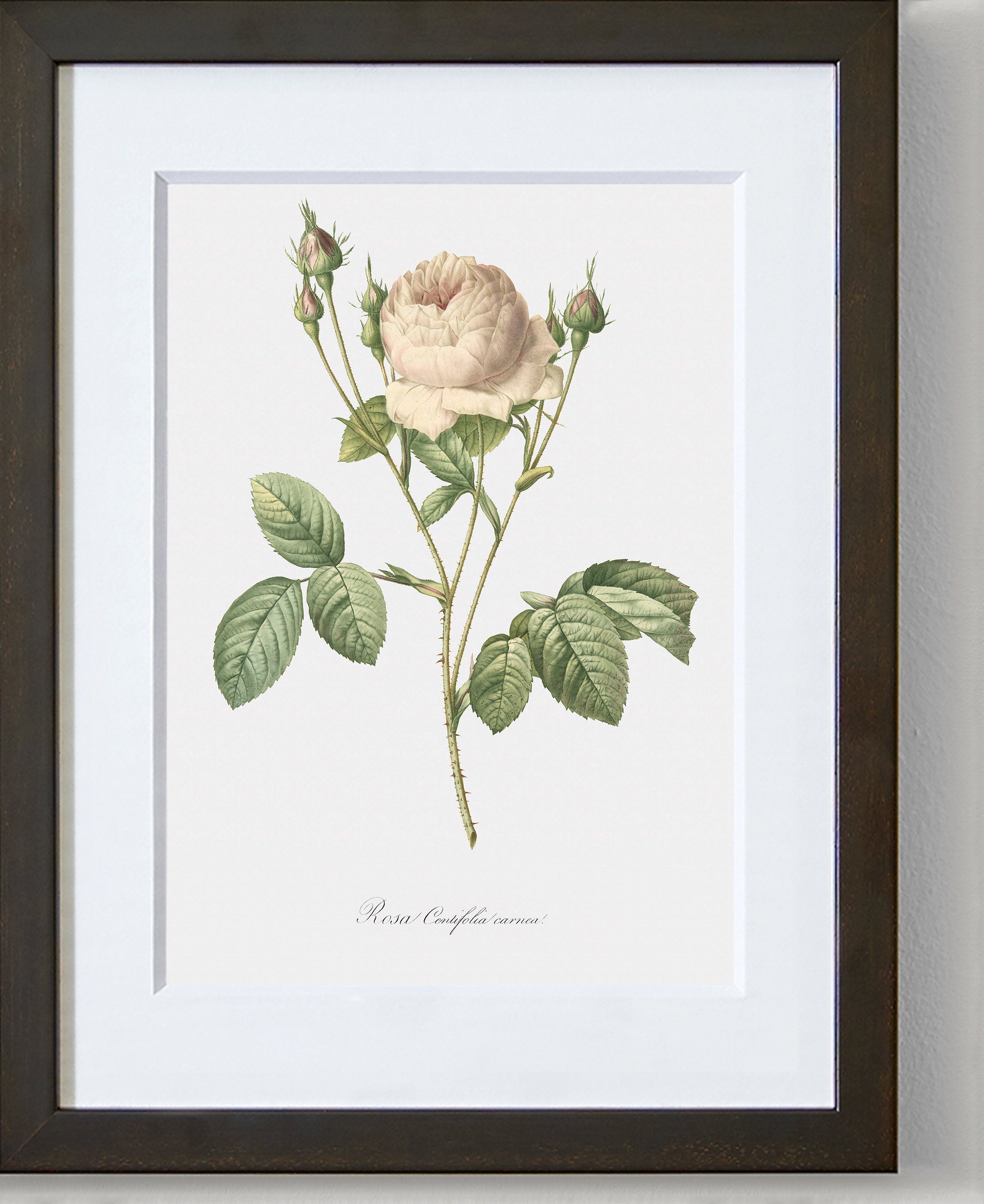 Rose Art Print - Floral Art - Pink Rose - Rosa Centifolia Carnea