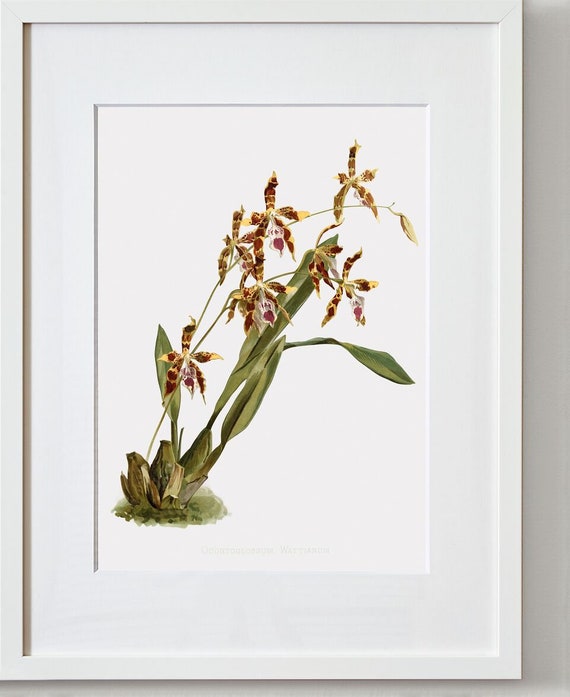 Floral Wall Art, Odontoglossum Wattianum, Orchid Art, Orchid Wall