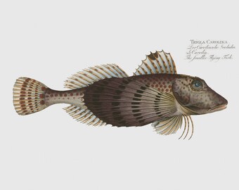 Fish Wall Art - The Smaller Flying-Fish Framed Art - Trigla Carolina