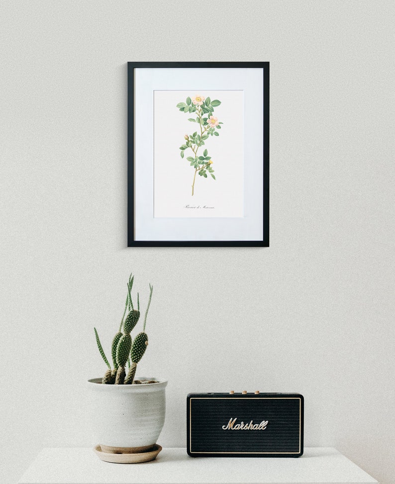 Rose Wall Art Rose Fine Art Print Rosa Montezuma Floral Artwork Etsy