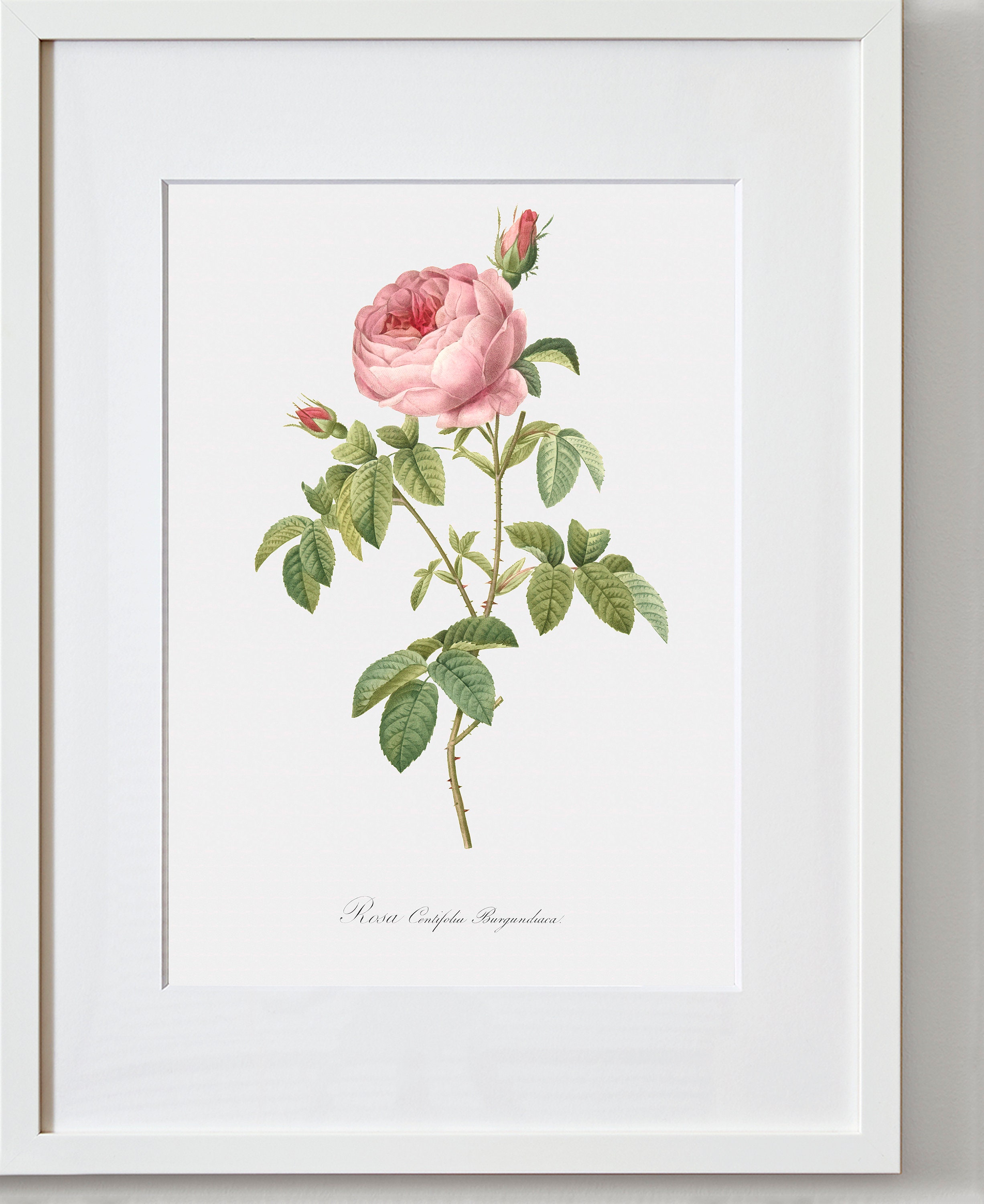 Rose Art Print - Floral Art - Cabbage Rose - Rosa Centifolia