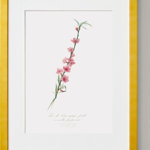 Arte de pared floral, arte de pared floral rosa, arte floral, impresión de flor de melocotón