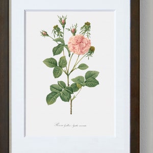 Rose Painting Rose Fine Art Print Pink Rose Pink Agatha Rosa Gallica Agatha Floral Artwork Rose Illustration image 4