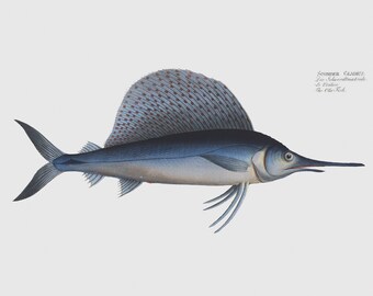 Fish Wall Art  - The Ola-Fish Artwork - Scomber Gladius
