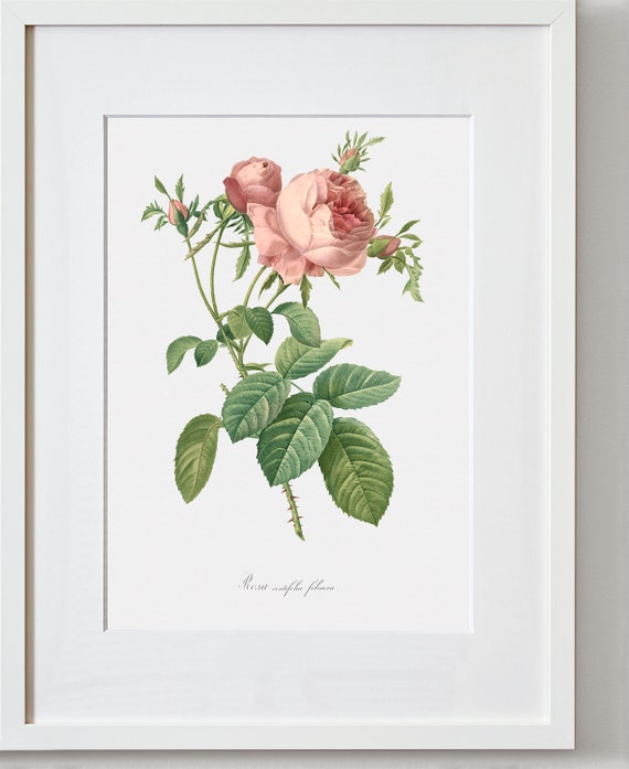 Rose Art Print - Floral Art - Leafy Cabbage Rose - Rosa Centifolia
