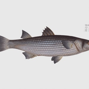 Fish Wall Art - The Mullet - Fish Fine Art Prints - Framed Art