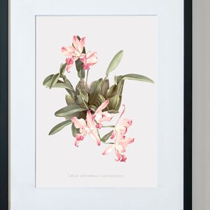 Floral Canvas Wall Art , Floral Art, Orchid Wall Art, The Autumn Flowering Laelia