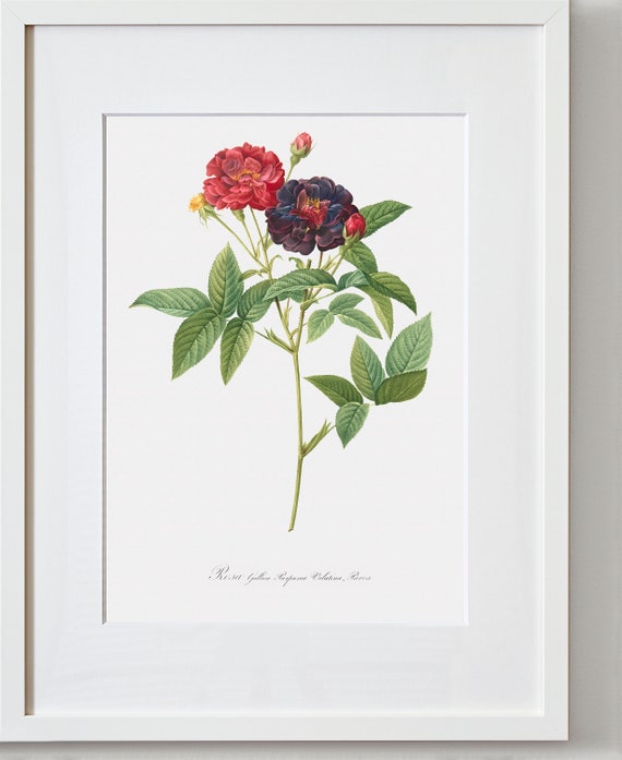 Rose Art Print - Floral Art - Rose of Van Eeden - Rosa Gallica