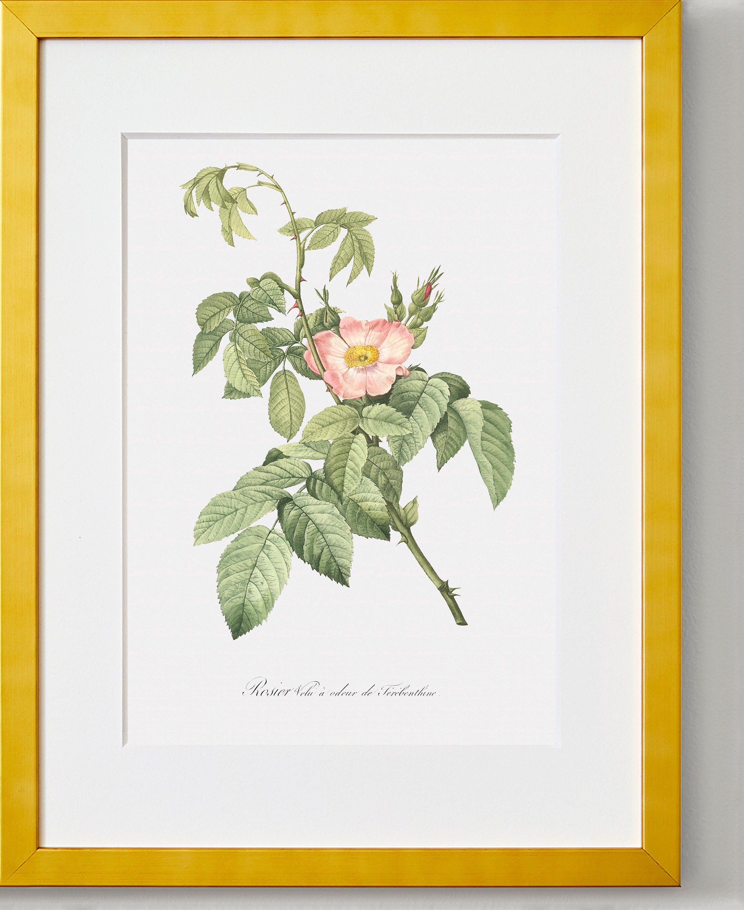Rose Art Print - Floral Art - Turpentine-scented Downy Rose - Rosa
