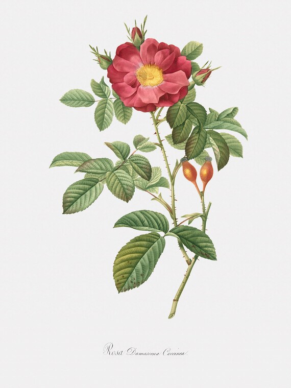 Rose Art Print - Floral Art - Red Portland Rose - Rosa Damascena