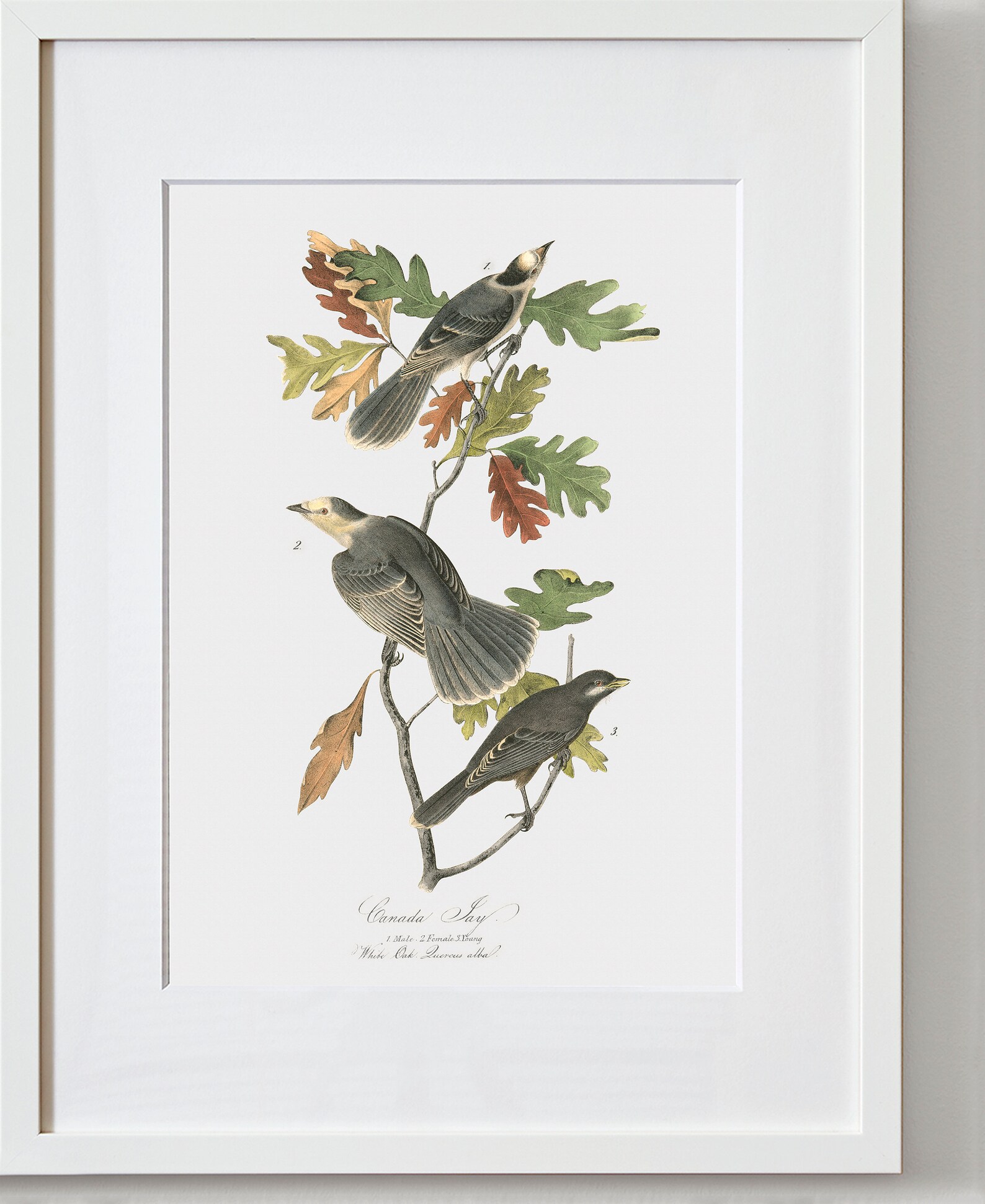 Bird Fine Art Framed Bird Wall Art Bird Wall Hanging Etsy