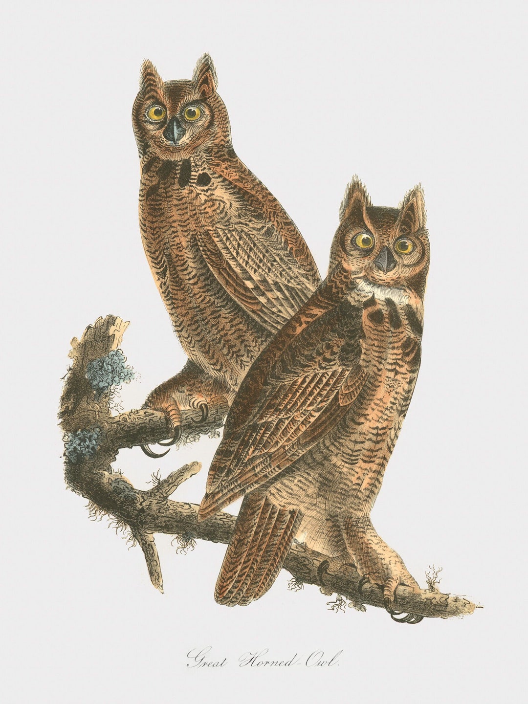 Great Horned Owl Art Print – Audubon Restored Bird Illustration - Etsy