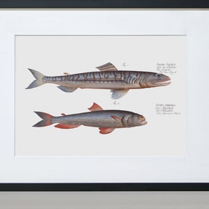 Fish Wall Art 1. Salmo Saurus 2. Salmo Foetens Fish Artwork image 3