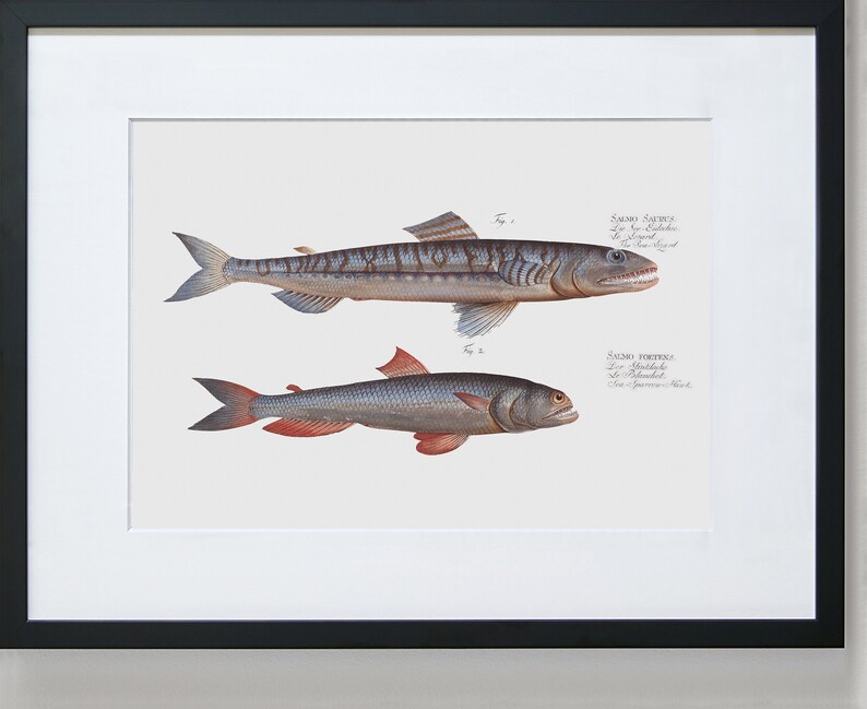 Fish Wall Art 1. Salmo Saurus 2. Salmo Foetens Fish Artwork image 3