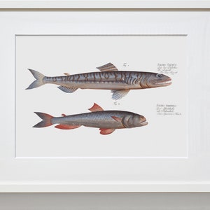 Fish Wall Art 1. Salmo Saurus 2. Salmo Foetens Fish Artwork image 2