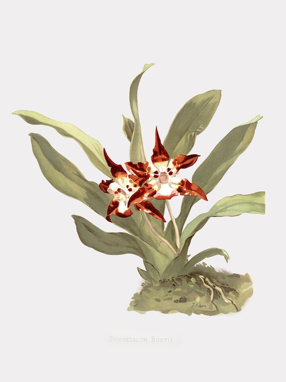Orchid Art - Burt's Huntleya - Orchid Canvas Wall Art - Etsy