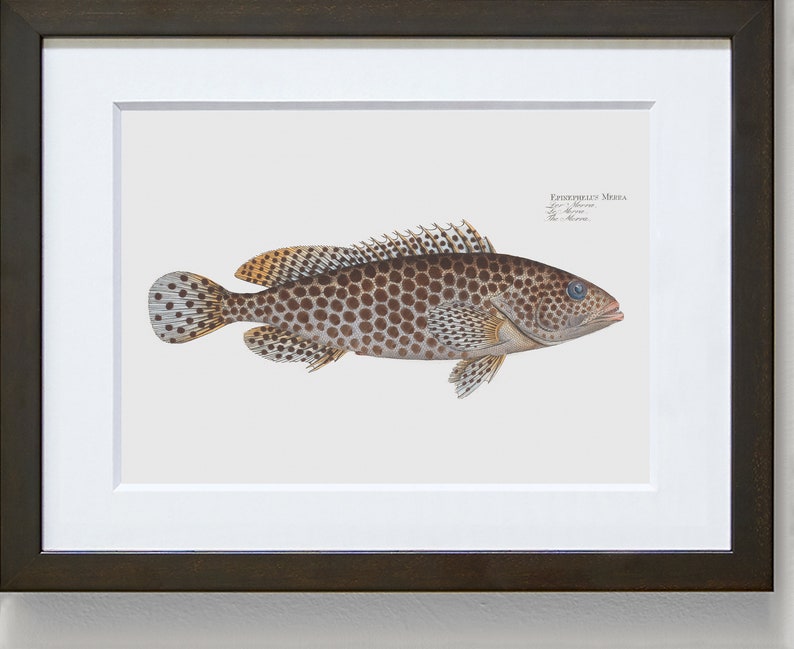 Fish Wall Art Print The Merra-Fish Art Epinephelus Merra image 4