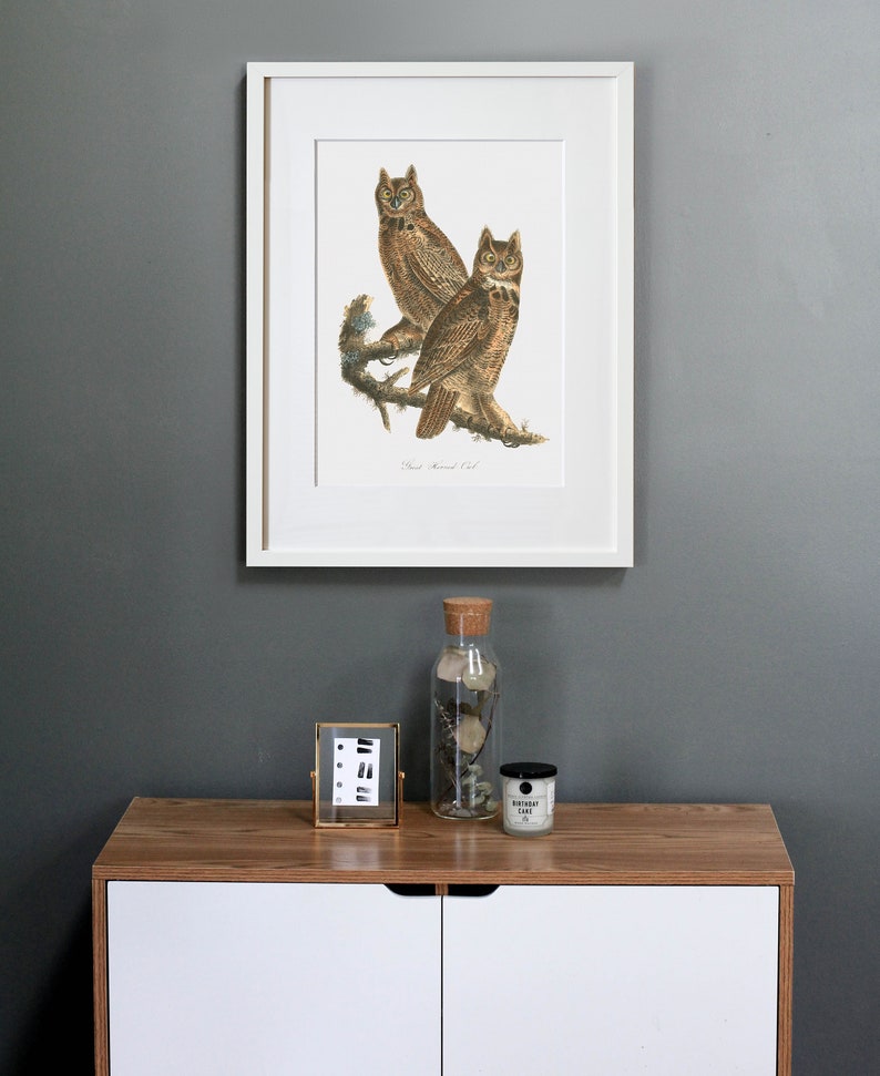 Great Horned Owl Art Print – Audubon Restored Bird Illustration - Etsy