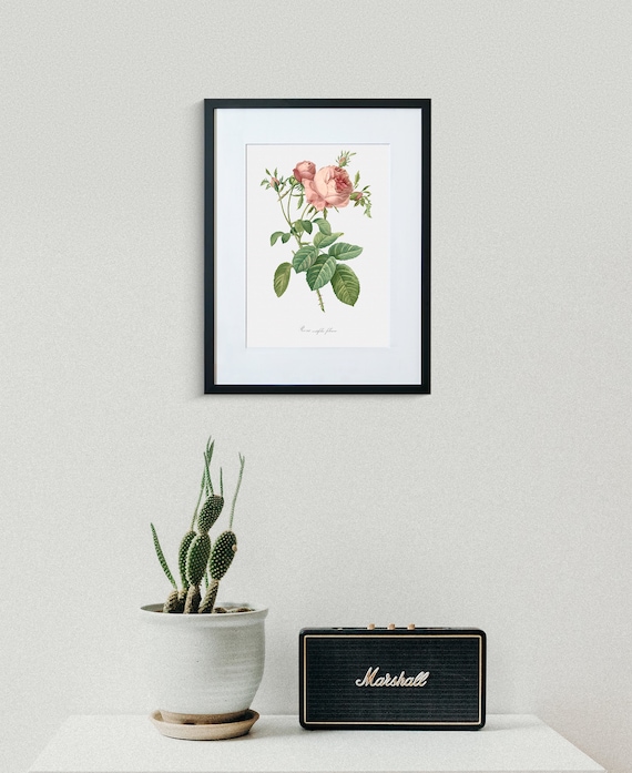 Rose Art Print - Floral Art - Leafy Cabbage Rose - Rosa Centifolia