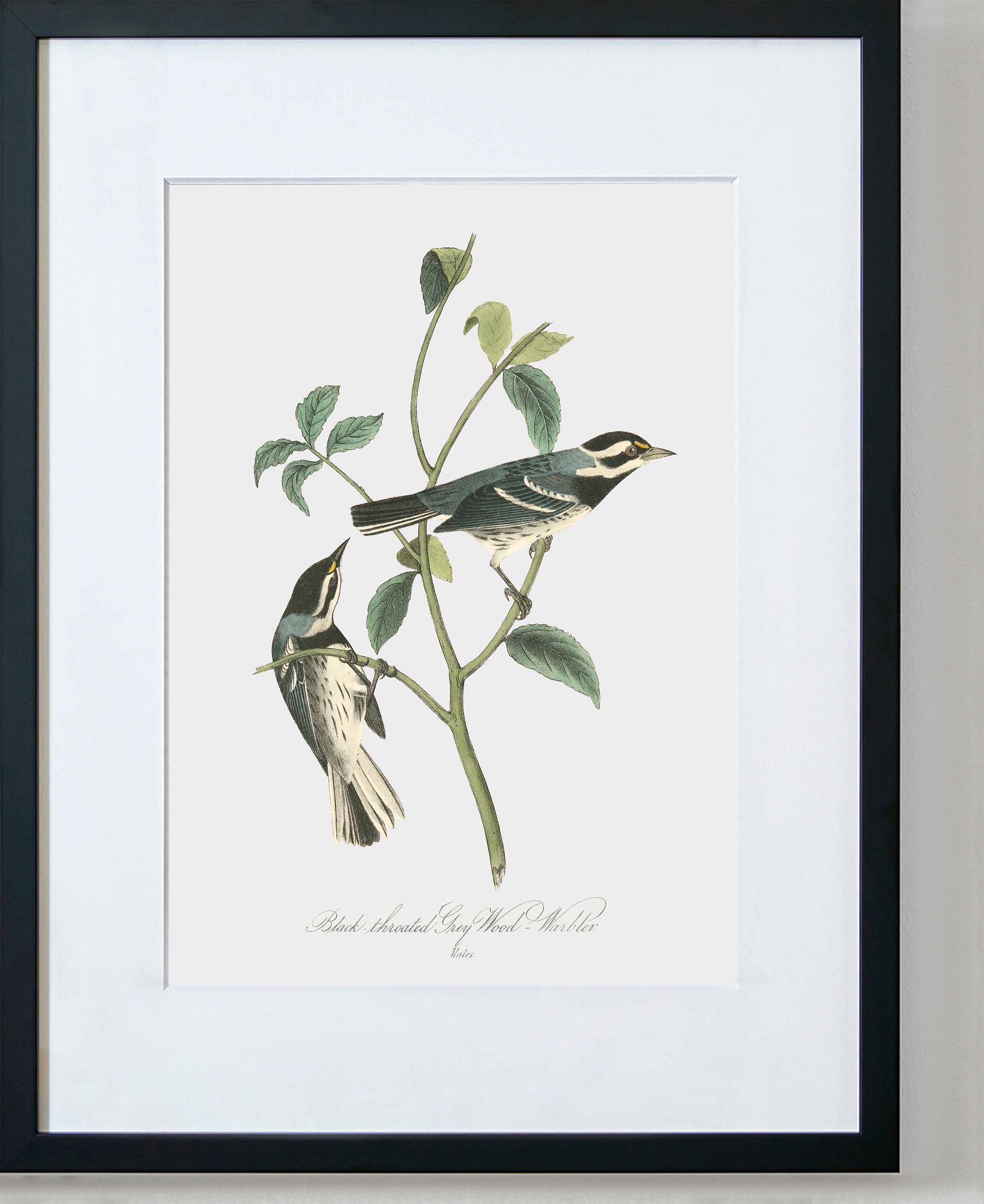 Bird Wall Art Print Framed Bird Wall Art Bird Art Prints Etsy UK