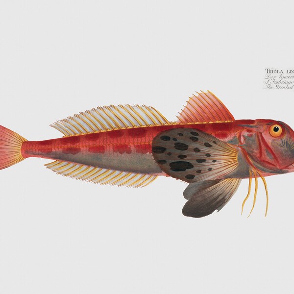 Fish Wall Art -The Streaked Gurnard-Fish Print - Trigla Lineata
