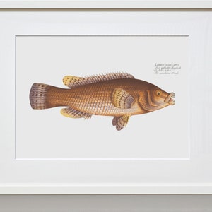 Fish Wall Art The Maculated Wrasse-Fish Wall Decor Labrus Maculatus image 2