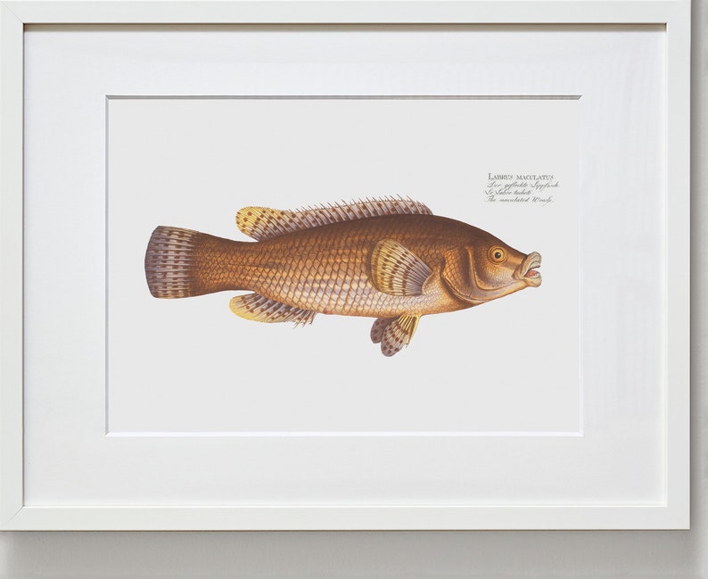 Fish Wall Art The Maculated Wrasse-Fish Wall Decor Labrus Maculatus image 2