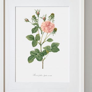 Rose Painting Rose Fine Art Print Pink Rose Pink Agatha Rosa Gallica Agatha Floral Artwork Rose Illustration image 2