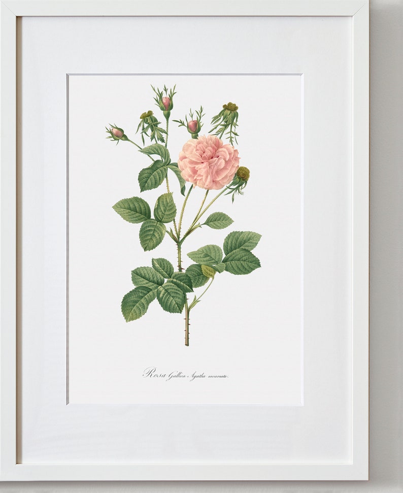 Rose Painting Rose Fine Art Print Pink Rose Pink Agatha Rosa Gallica Agatha Floral Artwork Rose Illustration image 2