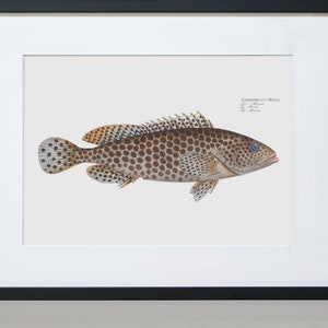 Fish Wall Art Print The Merra-Fish Art Epinephelus Merra image 3