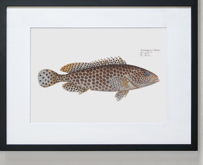 Fish Wall Art Print The Merra-Fish Art Epinephelus Merra image 3