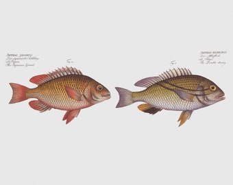 Fish Wall Art - The Double String Fish Print - Fish Artwork