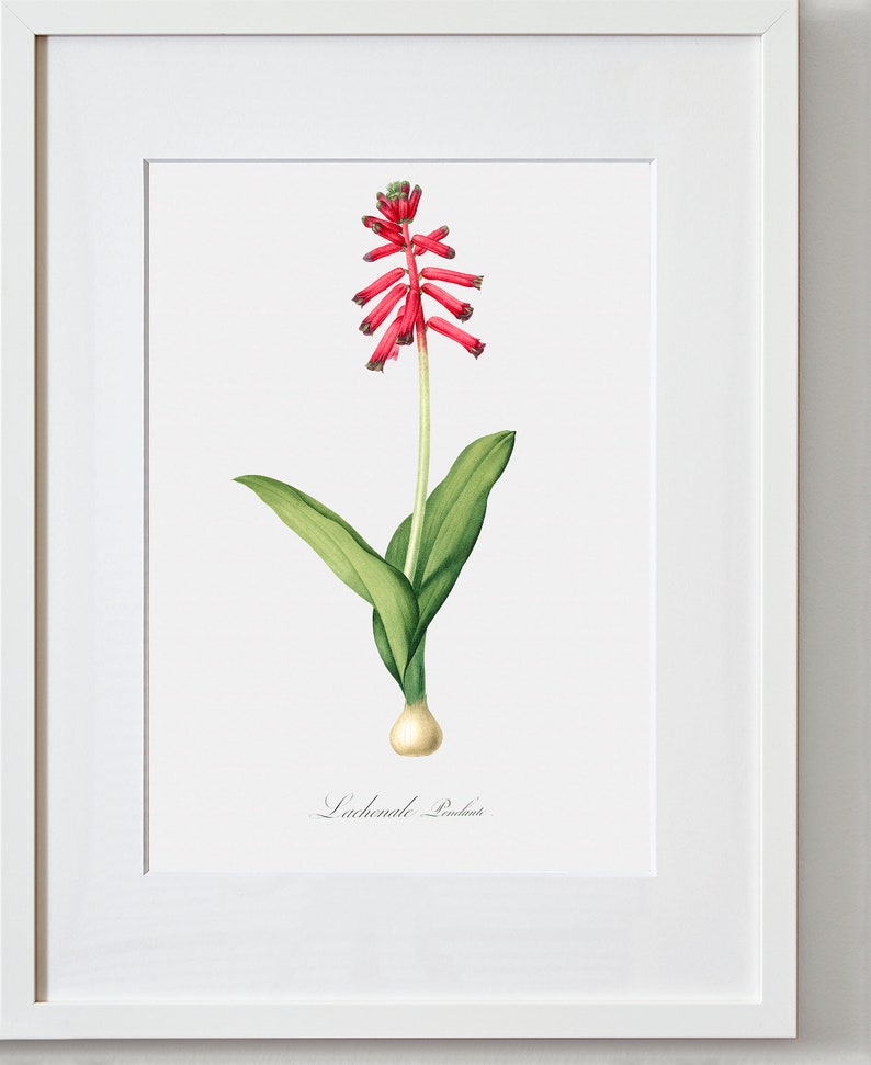 Floral Art Flower Painting Flower Print Pendulous Lachenalia Botanical Fine Art Print
