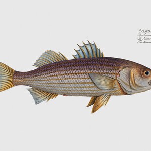 Fish Wall Art - The Lineated Umber-Fish Home Decor - Sciaena Lineata