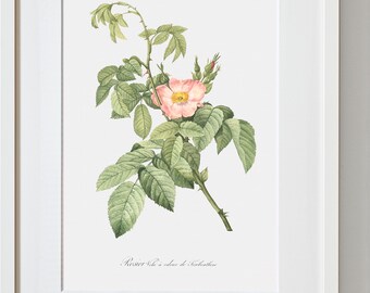 Rose Art Print - Floral Art - Turpentine-scented Downy Rose - Rosa