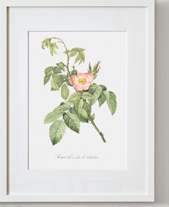 Rose Art Print - Floral Art - Turpentine-scented Downy Rose - Rosa