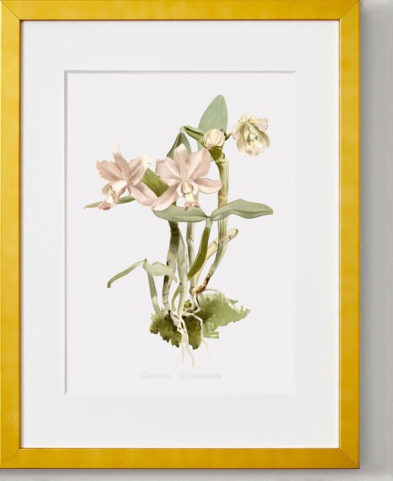 Orchid Wall Art, Framed Flower Art, Beautiful Wall Art, Deceitful