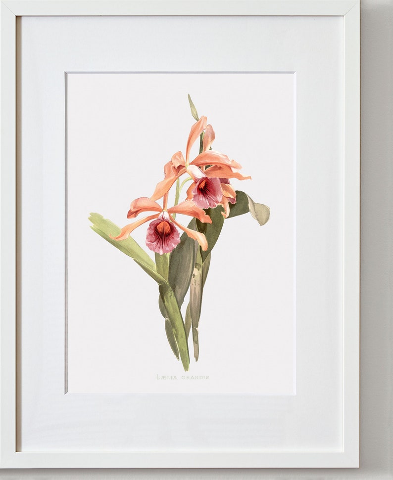 Orchid Art Framed Flower Art Floral Wall Art Orchid Canvas Etsy